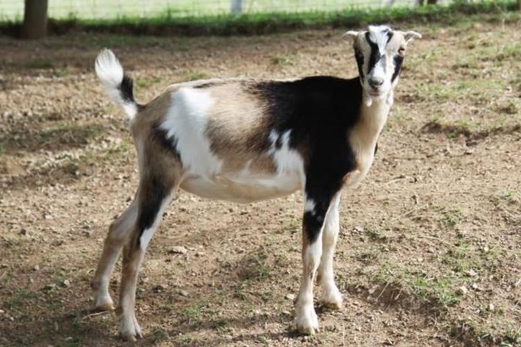 American Lamancha goat The AllAmerican LaMancha The Milking Goat for Me Diary of a