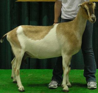 American Lamancha goat Breeds of Dairy Goats LaMancha