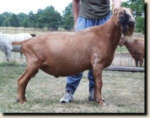 American Lamancha goat Goat Breeds LaMancha eXtension