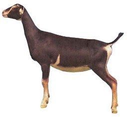 American Lamancha goat Lamancha Goats Welbian Farm Dairy Goats
