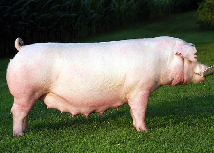 Female American Landrace pig