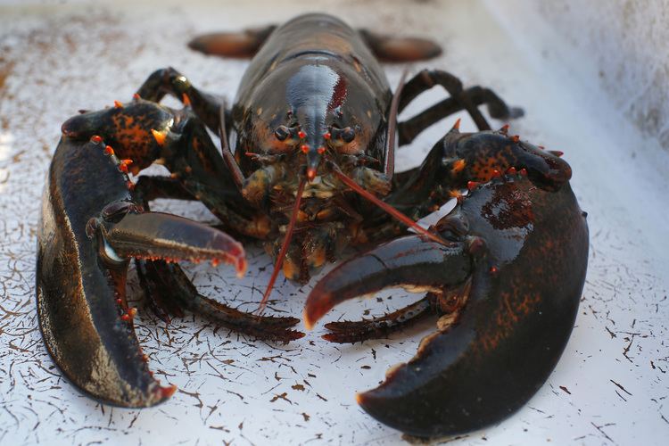 American lobster The Swedes want North American lobster out And the Americans are