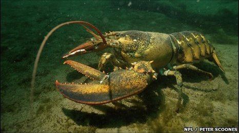 American lobster BBC American lobsters threaten Sussex fishing grounds