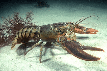 American lobster American Lobster l Largest crustacean species Our Breathing Planet