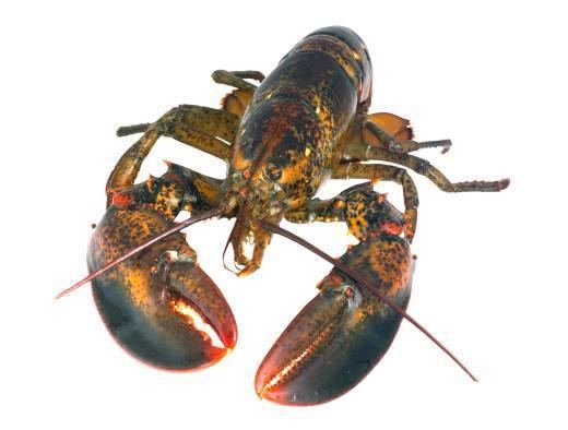 American lobster httpswwwhavochvattenseimages1877581c821336