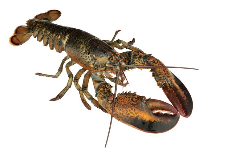 American lobster Hinterland Who39s Who North American Lobster