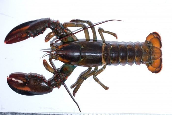 American lobster Homarus americanus American Lobster Between the Tides of Nova Scotia