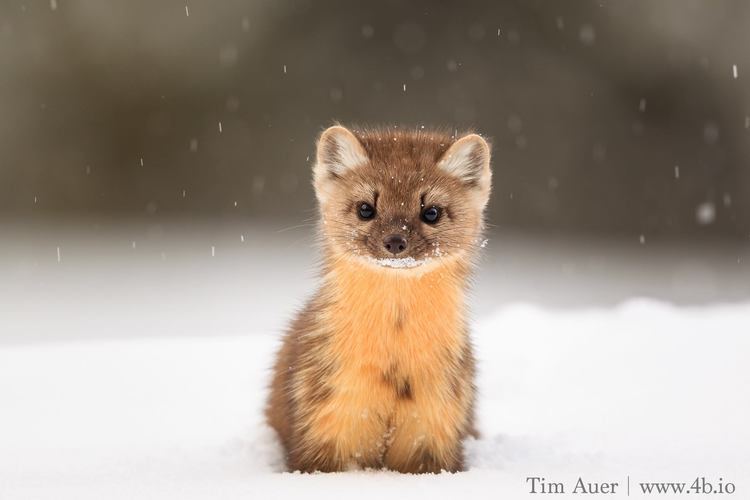 American marten Have You Seen an American Marten Wyoming Untrapped