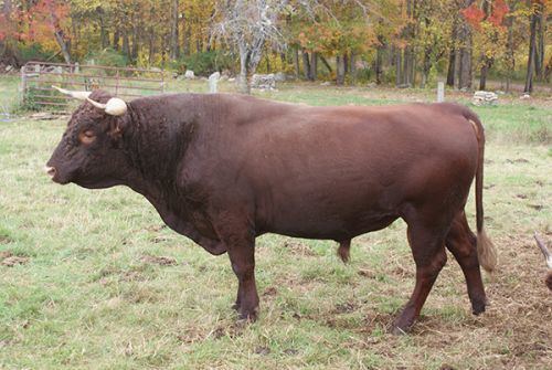 American Milking Devon Cattle For Sale Devon Point Farm