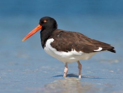 American oystercatcher American Oystercatcher Identification All About Birds Cornell