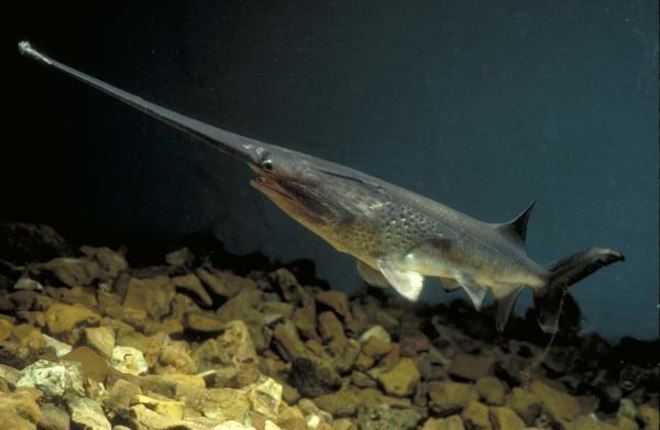 American paddlefish Missouri Emerges as Caviar Smuggling Center Paddlefish Roe