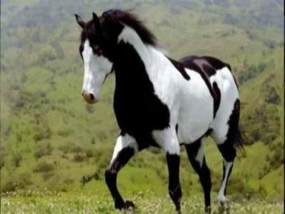 American Paint Horse American Paint Horse petMD