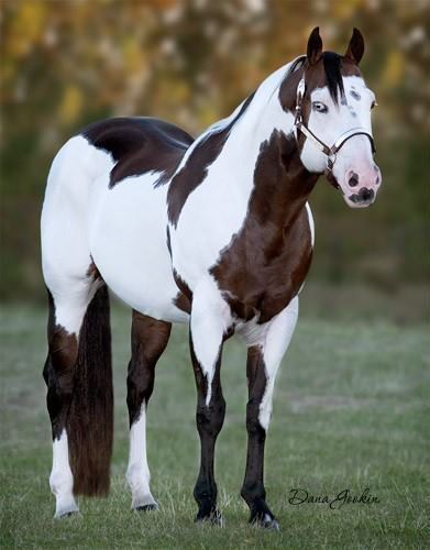 American Paint Horse 1000 ideas about American Paint Horse on Pinterest American paint