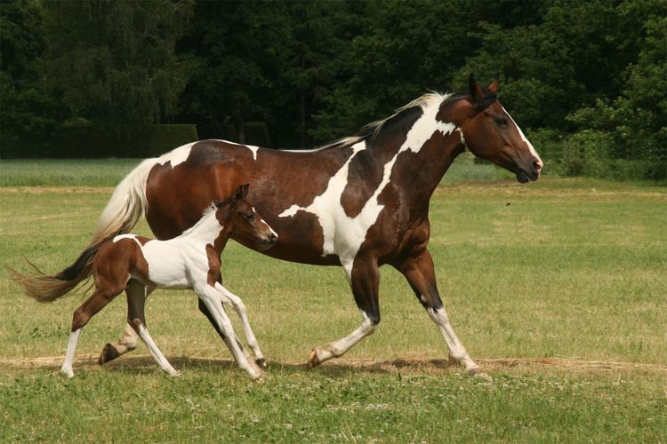 American Paint Horse American Paint Horse Info Origin History Pictures Horse Breeds