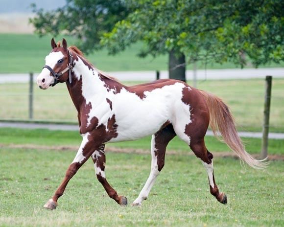 American Paint Horse httpswwwbreyerhorsescomfilesimagesBreyerCo
