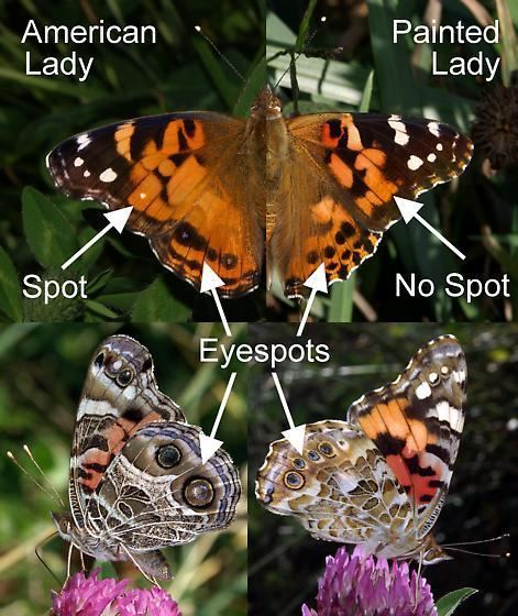 American painted lady American and Painted Ladies At A Glance Vanessa BugGuideNet