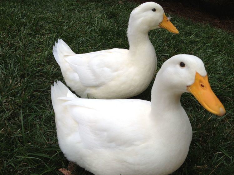 American Pekin Duck Pekin ducks mating for the first time