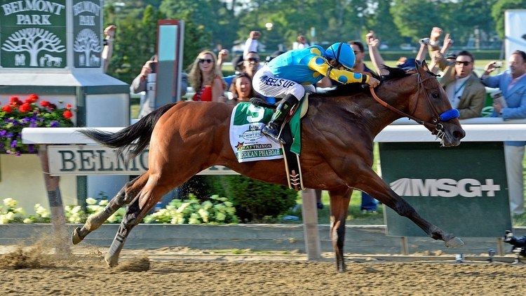 American Pharoah The American Pharoah Story Features BloodHorsecom