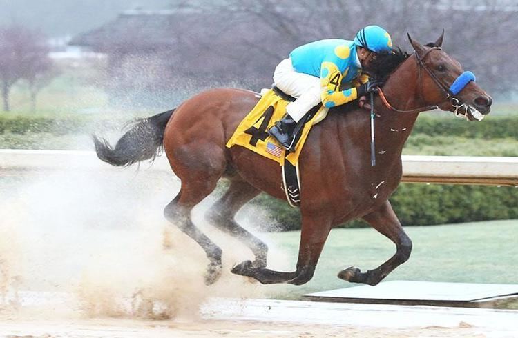 American Pharoah American Pharoah Zayat Racing Stables