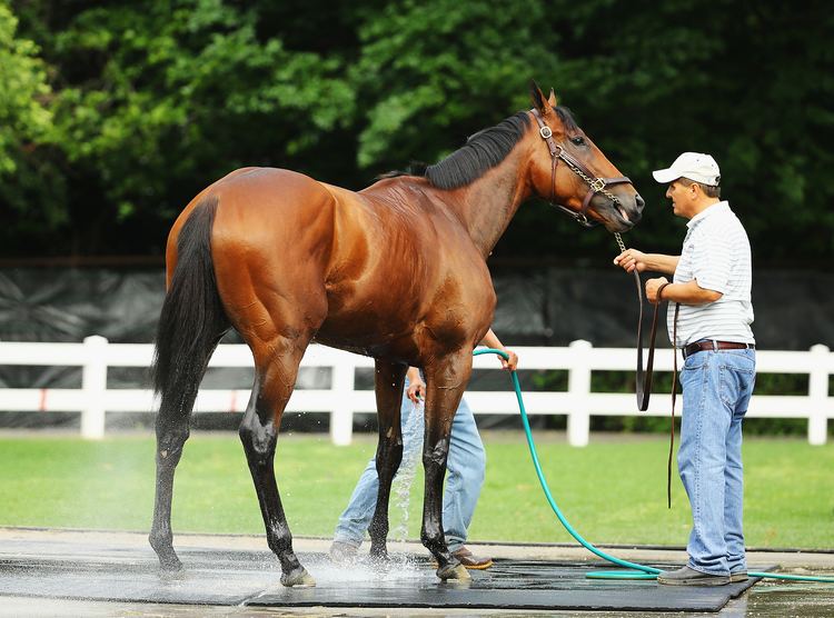 American Pharoah Update Whoa American Pharoah Beats Science to Win the Triple Crown