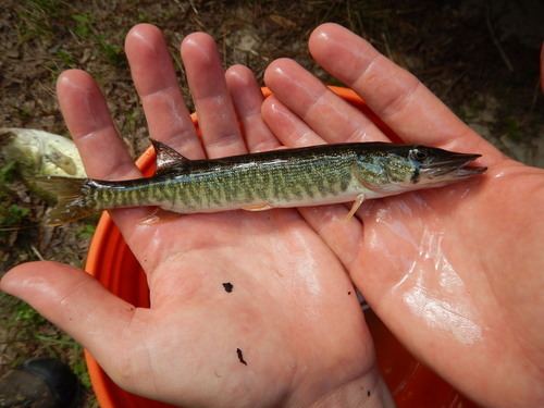 American pickerel American pickerel observed by fishesoftexas 0402 PM CDT on May 2