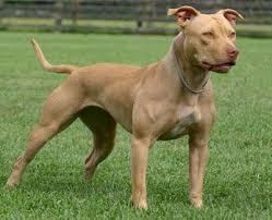 Image result for American Pit Bull Terrier