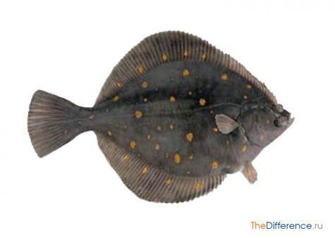 American plaice What is the difference between American plaice from the usual