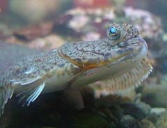 American plaice httpsuploadwikimediaorgwikipediacommonsthu