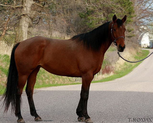 American Quarter Horse Texas State Horse American Quarter Horse