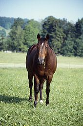 American Quarter Horse httpsuploadwikimediaorgwikipediacommonsthu