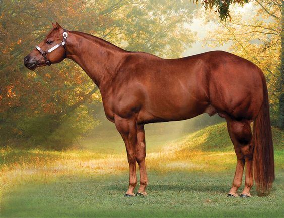 American Quarter Horse American Quarter Horse The adaptability of the quarter horse breed