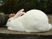 American rabbit httpsuploadwikimediaorgwikipediacommonsthu