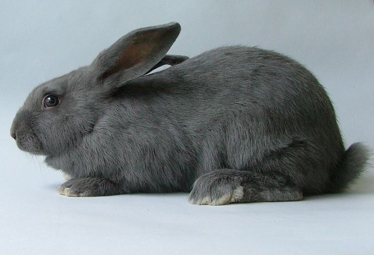 American rabbit American Rabbit Breed Adopt a Rabbit