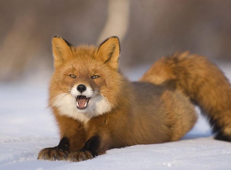 American red fox Red Fox Pup Vulpes Vulpes Volvoab