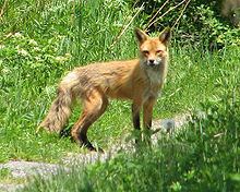American red fox httpsuploadwikimediaorgwikipediacommonsthu