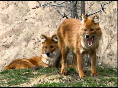 American red fox American Red Fox Facts Facts About American Red Foxes YouTube