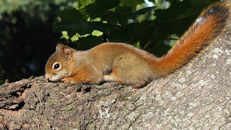 American red squirrel The News For Squirrels Climate Change and the North American Red