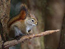 American red squirrel httpsuploadwikimediaorgwikipediacommonsthu