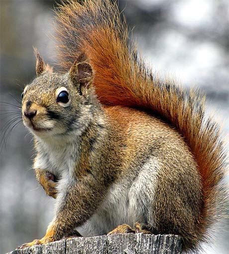 American red squirrel American Red Squirrel Woodland Small Frosty North American
