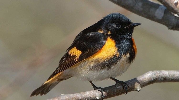 American redstart American Redstart Portrait YouTube