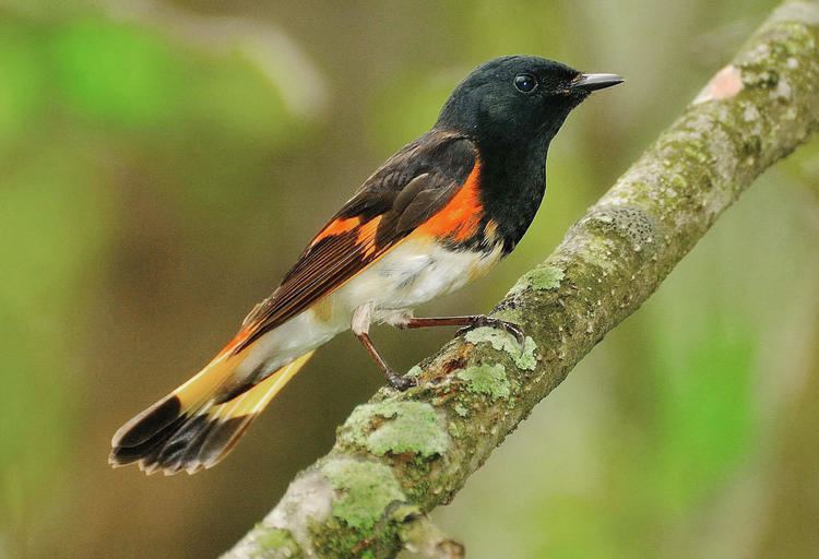 American redstart American Redstart Audubon Field Guide