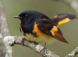 American redstart American Redstart Identification All About Birds Cornell Lab of