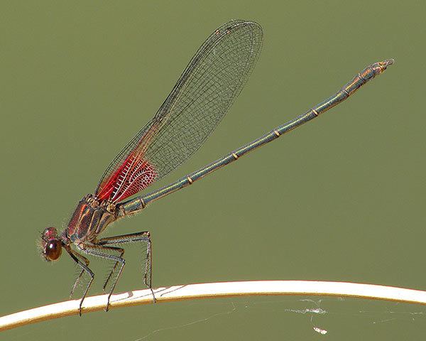 American rubyspot American Rubyspot Arizona Dragonflies