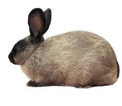 American Sable rabbit rabbitbreedersuswpcontentuploadsAmericanSabl