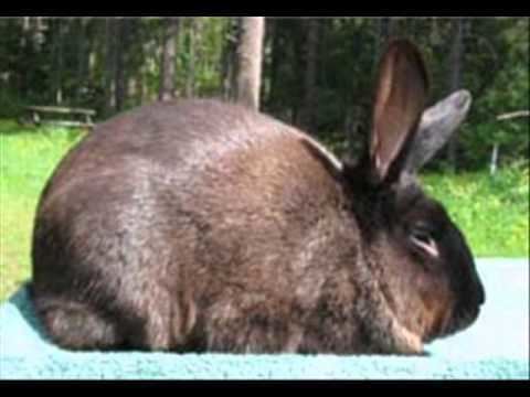 American Sable rabbit American Sable Rabbits YouTube