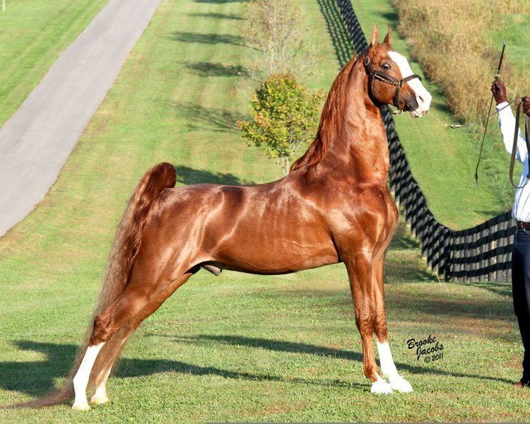 American Saddlebred 1000 ideas about American Saddlebred on Pinterest Horses Pretty