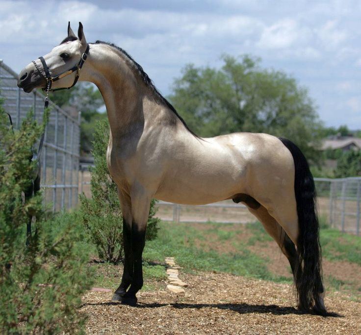American Saddlebred 1000 ideas about American Saddlebred on Pinterest Horses Pretty