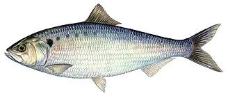 American shad Profiles Fishing New Hampshire Fish and Game Department