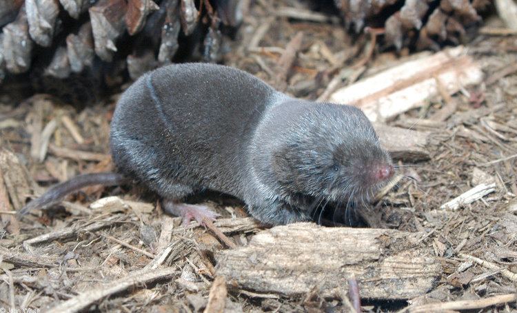 American short-tailed shrew CalPhotos Blarina brevicauda Northern Shorttailed Shrew