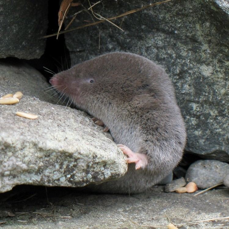 American short-tailed shrew Northern shorttailed shrew Wikipedia